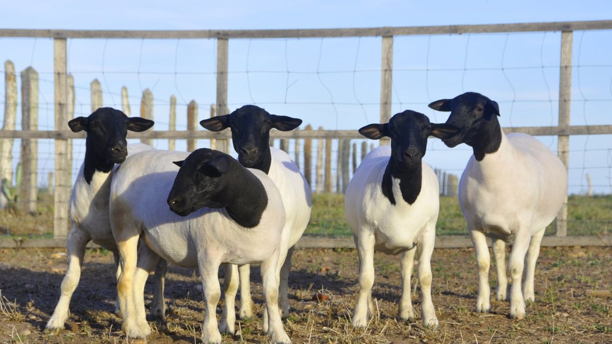 Alerta exportadora: el Senasa investiga brote de scrapie y se frenan las ventas de carne ovina